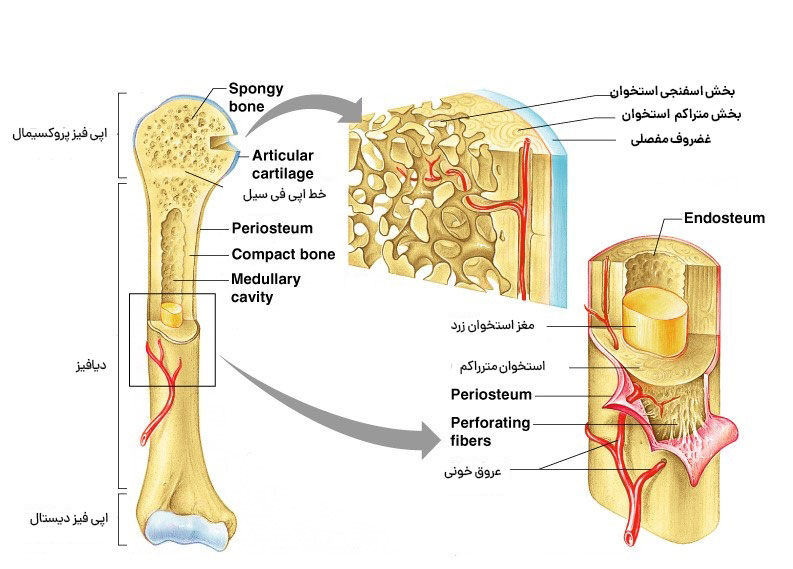 بخشهای مختلف استخوان